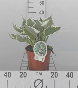 Hosta 'Patriot' - pot 3L -
