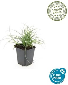 48x Luzula nivea - ↕10-25cm - Ø9cm
