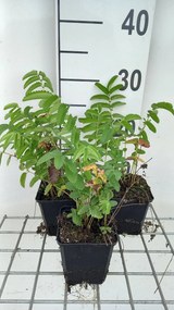 Sanguisorba officinalis 'Arnhem' - pot 9x9 cm