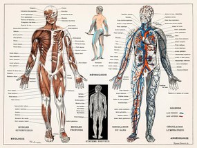 Ilustratie Antique Illustration of the Human Nervous & Muscular System, (40 x 30 cm)