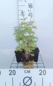 Delphinium 'Black Knight' - pot 9x9 cm -
