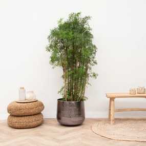 Polyscias Ming vertakt - 110cm