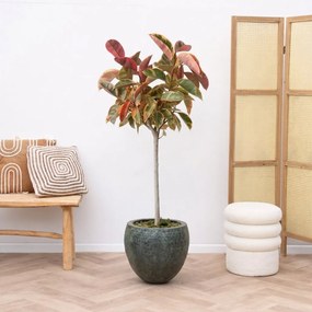 Ficus Elastica Tineke op stam - 140cm