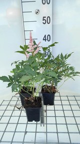 Astilbe 'Peach Blossom' - pot 9x9 cm -
