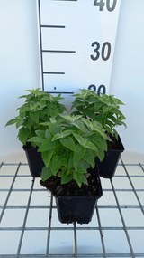 Monarda 'Cranberry Lace' - pot 9x9 cm