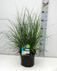 Pennisetum alopecuroides 'Gelbstiel' - pot 3L