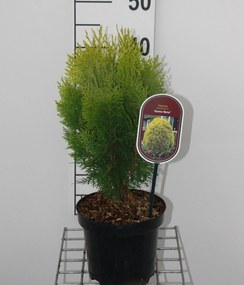 Thuja occidentalis 'Aurea Nana' - pot - 25-30 cm