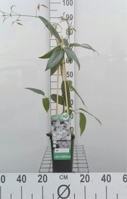 Clematis armandii - pot - 50-60 cm -