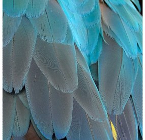 Goossens Schilderij Blue Feathers, 74 x 74  cm