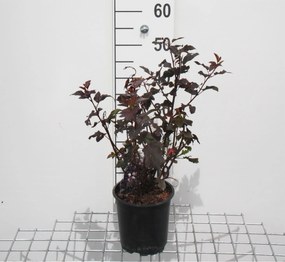 Physocarpus opulifolius 'Diabolo' - pot - 30-40 cm -