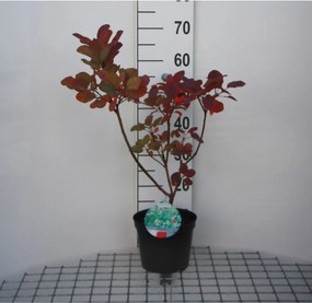 Cotinus coggygria 'Old Fashioned' - pot - 40-60 cm