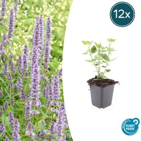 Agastache 'Blue Fortune' - 20cm