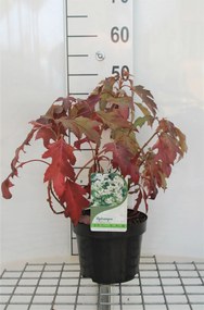 Hydrangea quercifolia 'Hqopr010' (Ice Crystal) - pot - 30-40 cm -