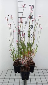 Gaura lindh. 'Flamingo Pink' (= oenothera lindh.) - pot 9x9 cm