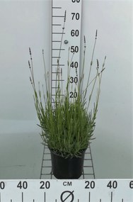 Lavandula x intermedia 'Dutch' - pot 3L (Lavendel) -