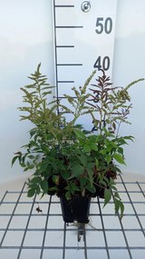 Astilbe 'Gladstone' - pot 9x9 cm