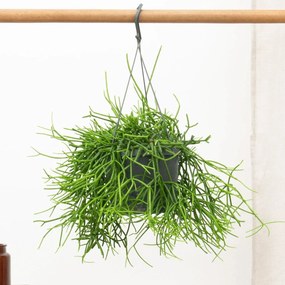 Rhipsalis Heteroclada hangplant - 25 cm
