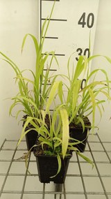 Milium effusum 'Aureum' - pot 9x9 cm