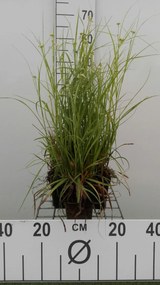 Luzula nivea - pot 9x9 cm -