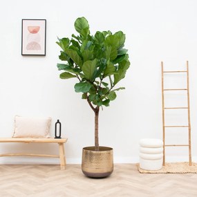 Ficus Lyrata boom XL - 200cm