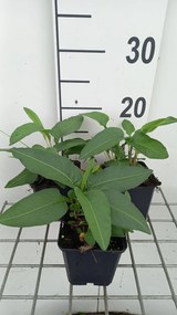 Persicaria bistorta - Adderwortel - pot 9x9 cm -