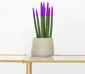 Sansevieria Cylindrica Velvet Touchz paars - 25cm
