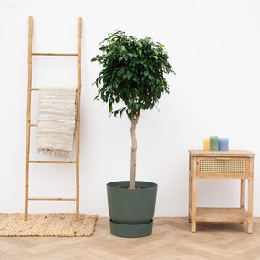 Ficus Benjamina Danielle - 150cm