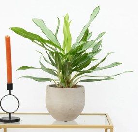 Aglaonema White Lance - 40 cm