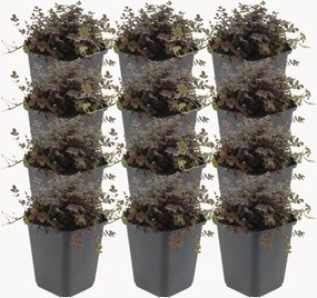 Planten New Zealand-burr Acaena microphylla Copper Carpet, 12-delig