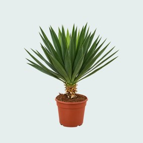 Yucca Gloriosa 'Lone Star' - 90 cm