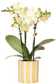 Orchidee (Phalaenopsis) inclusief pot 'Painted Stripe'