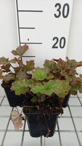 Tellima grandiflora 'Rubra' - pot 9x9 cm