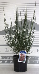 Cytisus 'Roter Favorit' - pot - 40-60 cm -
