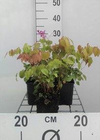 Epimedium grandiflorum 'Lilafee' - pot 9x9 cm -