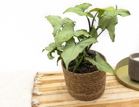Syngonium Nguengi Laima - 30cm