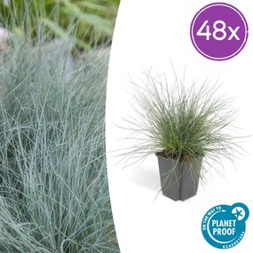 Festuca Glauca 'Elijah Blue' - 20cm