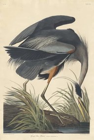 John James (after) Audubon - Kunstdruk Great blue Heron, 1834, (26.7 x 40 cm)