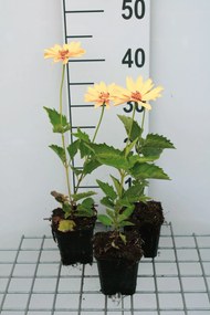 Heliopsis helianthoides 'Venus' - pot 9x9 cm
