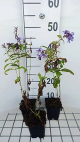 Phlox 'Blue Paradise' - pot 9x9 cm -