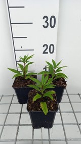 Vernonia crinita 'Mammuth' - pot 9x9 cm -