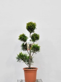x Cupressocyparis leylandii 'Gold Rider' - pot 9L - pompon