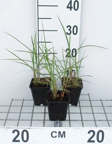 Miscanthus sinensis 'Flamingo' - pot 9x9 cm -