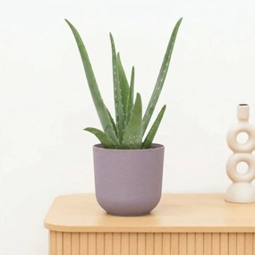 Aloe Vera - 40 cm