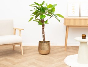 Ficus Benghalensis Altissima gevlochten stam - 120cm