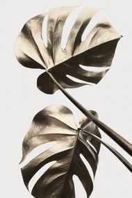 Ilustratie Monstera Gold 08, Studio Collection