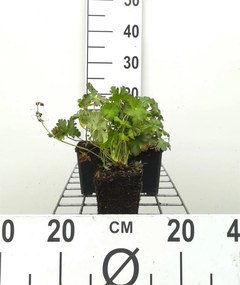 Geranium x cantabrigiense 'Biokovo' - pot 9x9 cm -