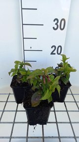 Chelonopsis moschata - pot 9x9 cm