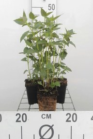 Agastache 'Black Adder' - pot 9x9 cm (Dropplant 'Paarsbloeiend - Black Adder' (syn.)) -