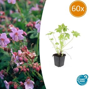 Geranium Macrorrhizum - 20cm