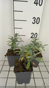 Salvia lavandulifolia - pot 9x9 cm -